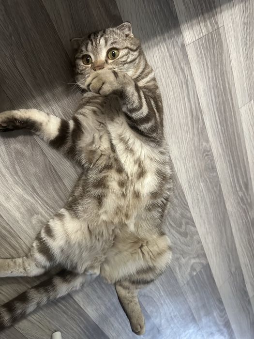 Отдам кота, породистый