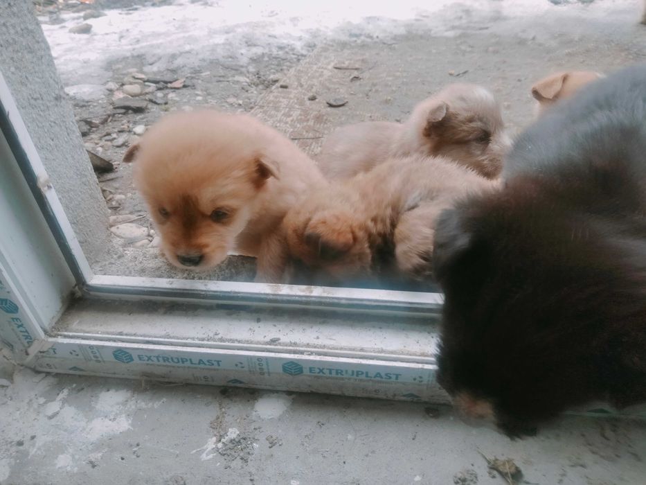 Donez spre adopție 7 cățeluși frumoși și mâncăcioși