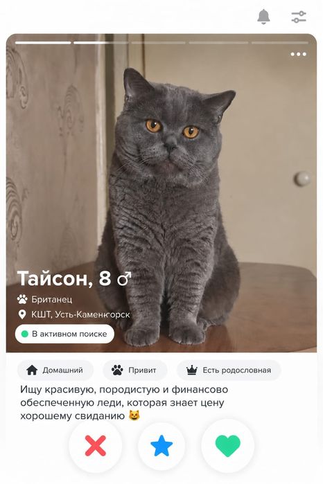 Вязка британских кошек
