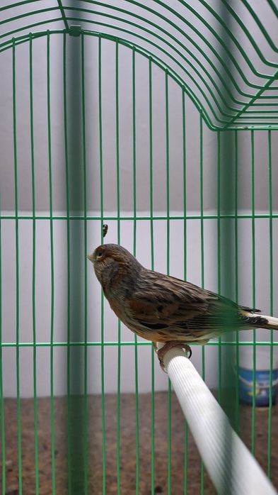 Canari și canarite