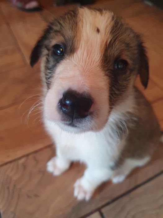 Щенки в добрые руки