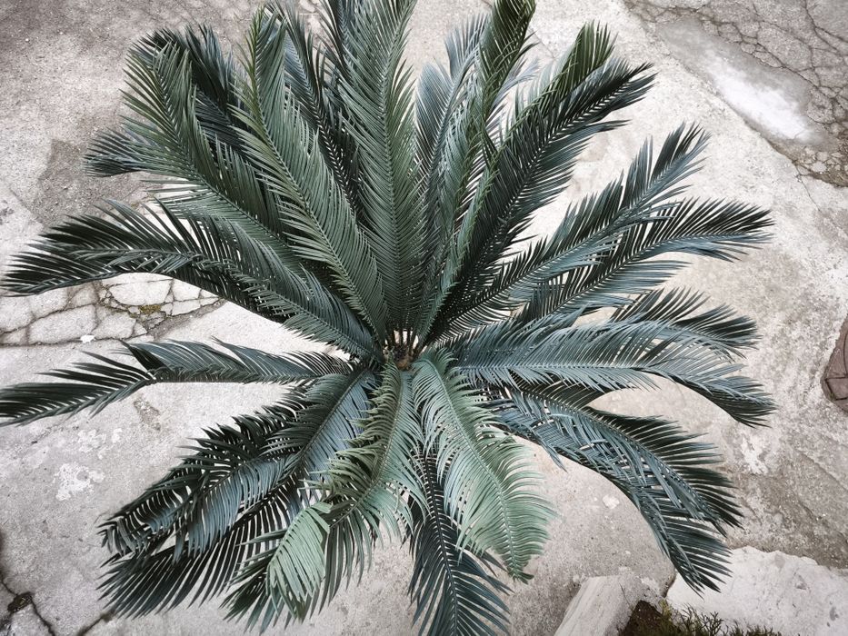 Planta decorativa plastic