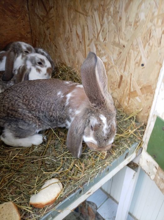 Pui Berbec german talie mare