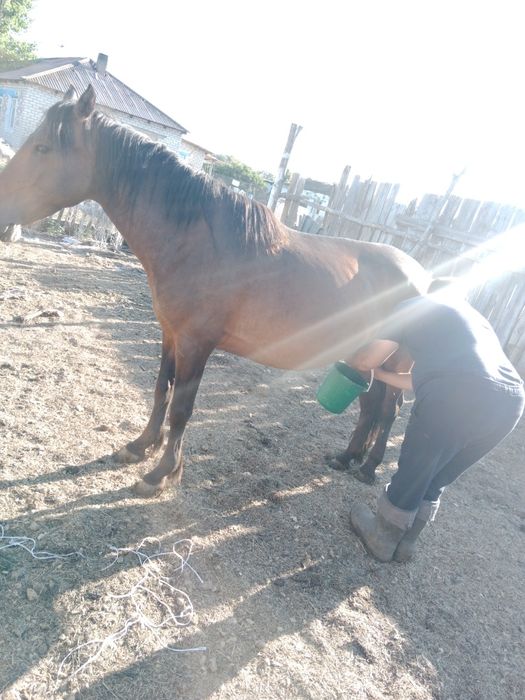 Сауынды бие сатылады