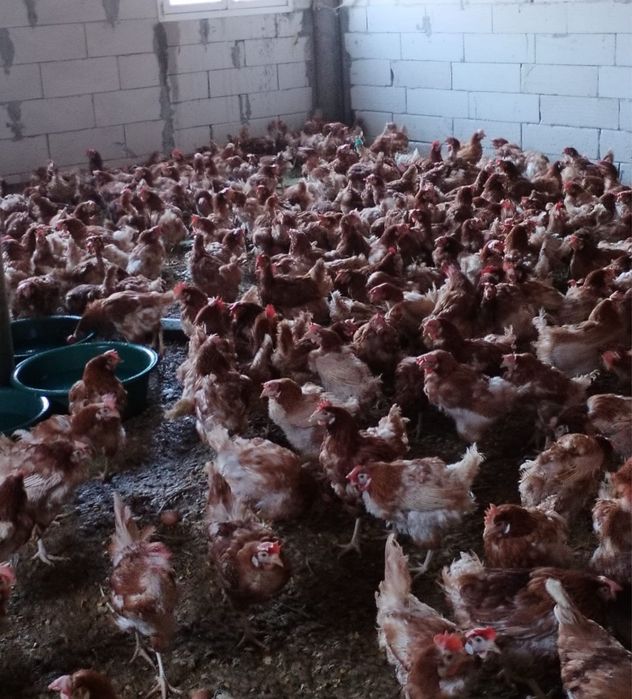 Puicute rosi ouatoare