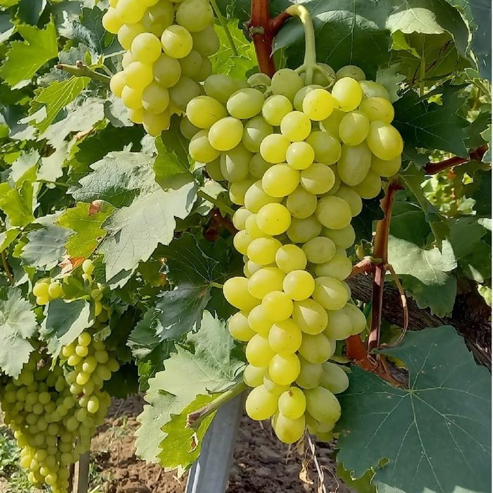 Struguri  de vin