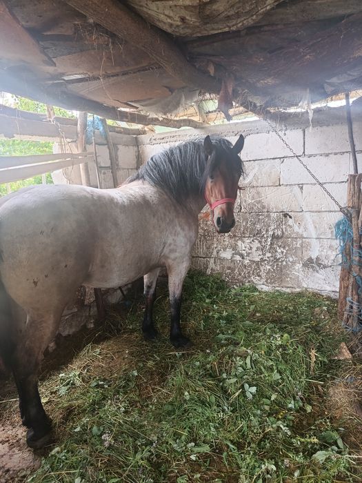 De vânzare maza de 3 ani