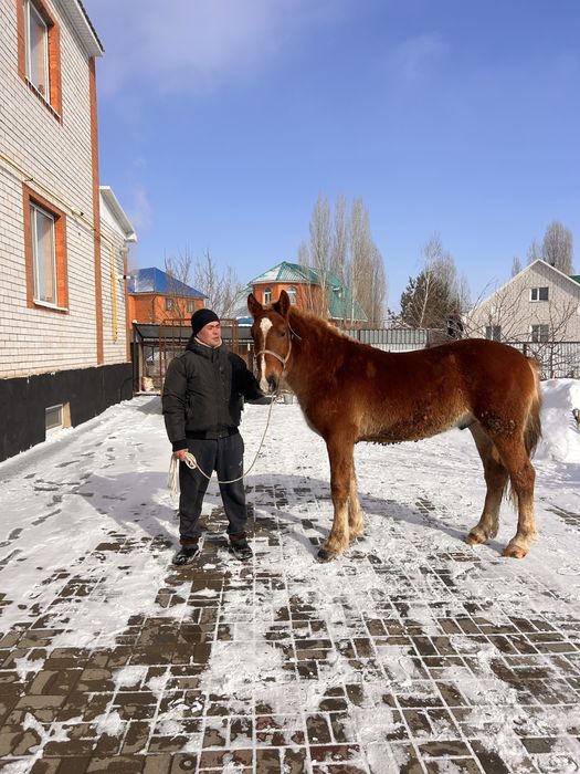 Продам жеребца советского тяжеловоза