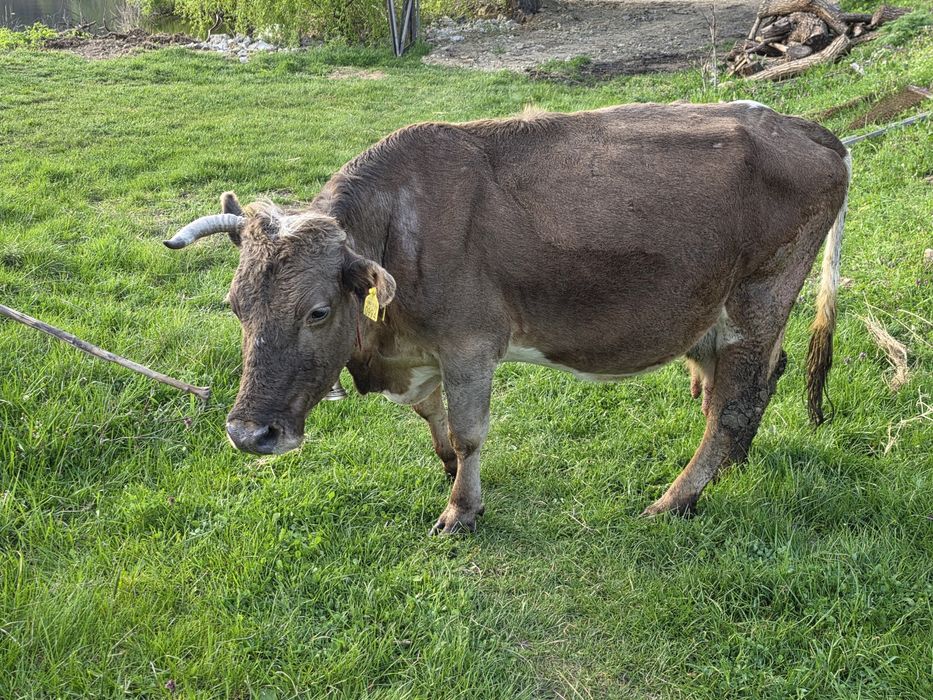 Vaca de vanzare !