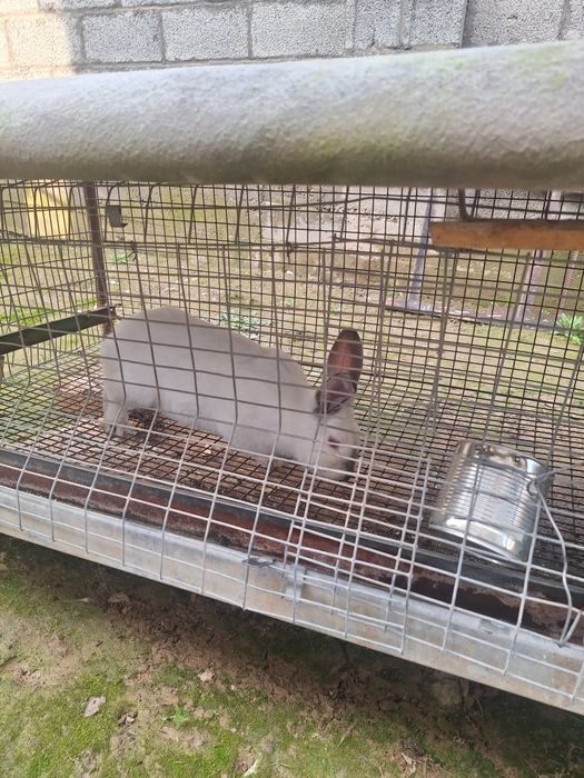 Продаються кролики