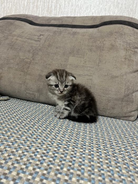 Продаётся вислоухая шотландская девочка