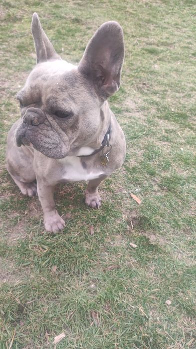 Френски булдог ..
