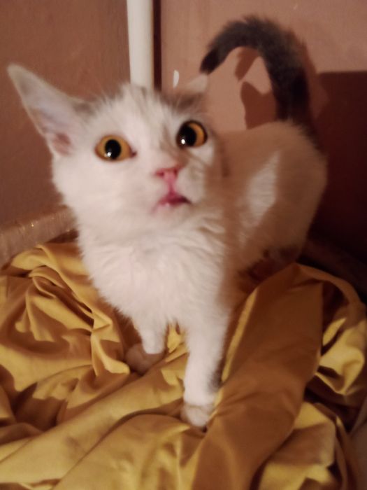 Отдам в добрые руки