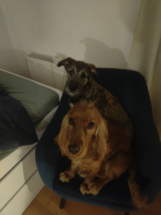 Donez pui femelă cățel