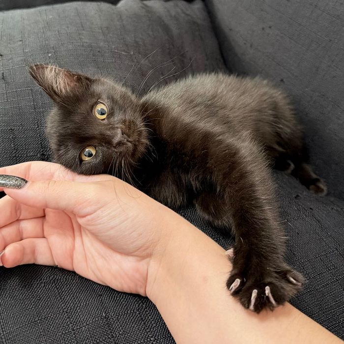 Котенок мальчик черный 2 месяца