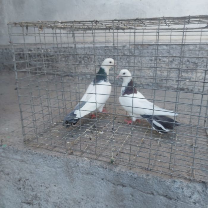 Сиза шейки готовый лет боям