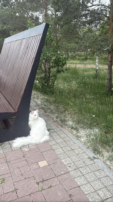 Продам кошку Мейн-кун