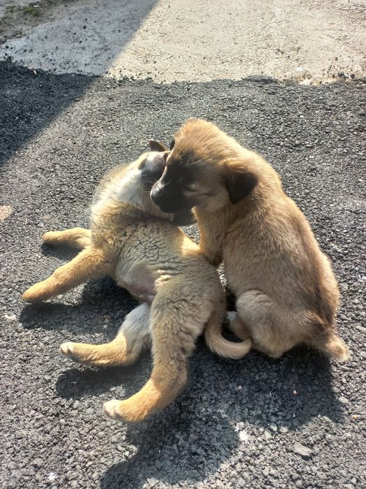 Щенки бесплатно!