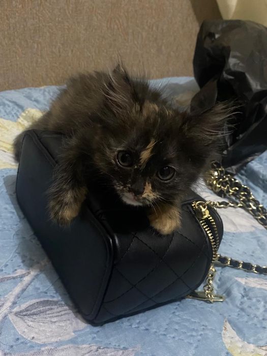 отдам котенка в добрые руки