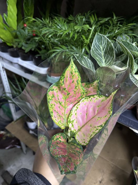 Цветы комбо из 10шт