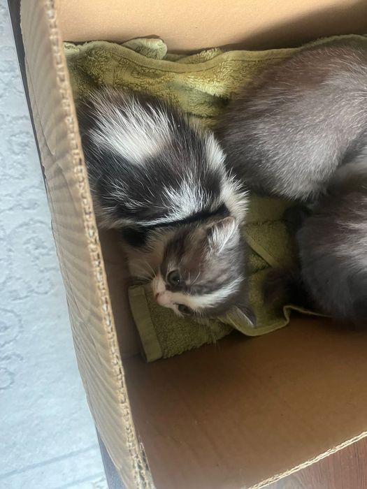 Котята отдаем в хорошие руки