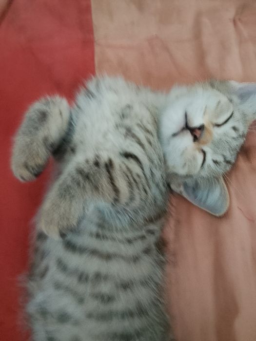 4 котенка в добрые руки