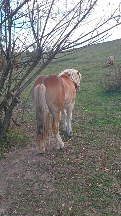 Vând un mânz de un an și șase luni