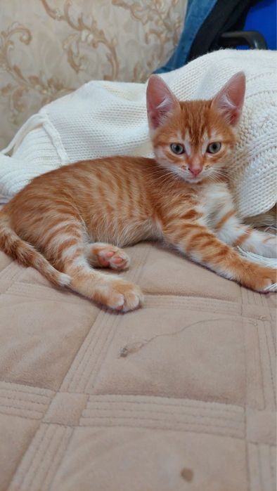 Котята девочки в добрые руки
