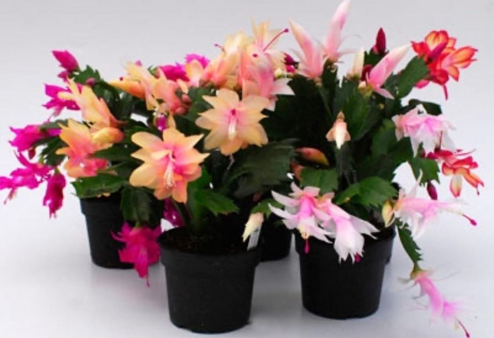 Комнатные растения