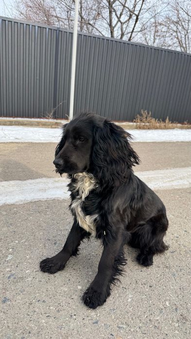 пропал спаниель по кличке Рэм