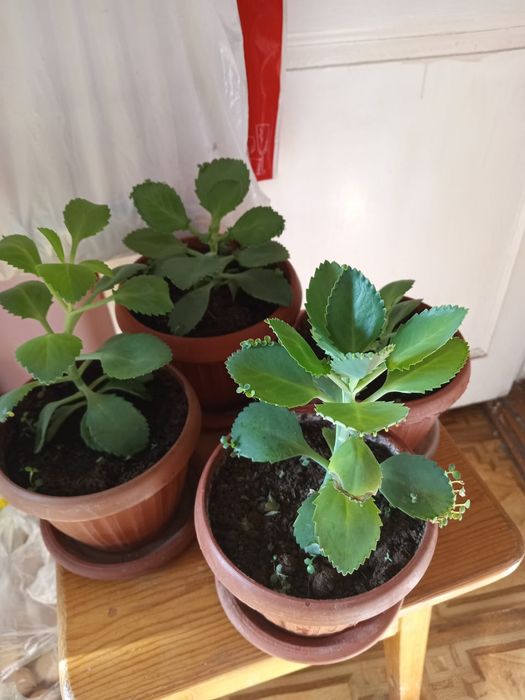 Продам комнатные растения