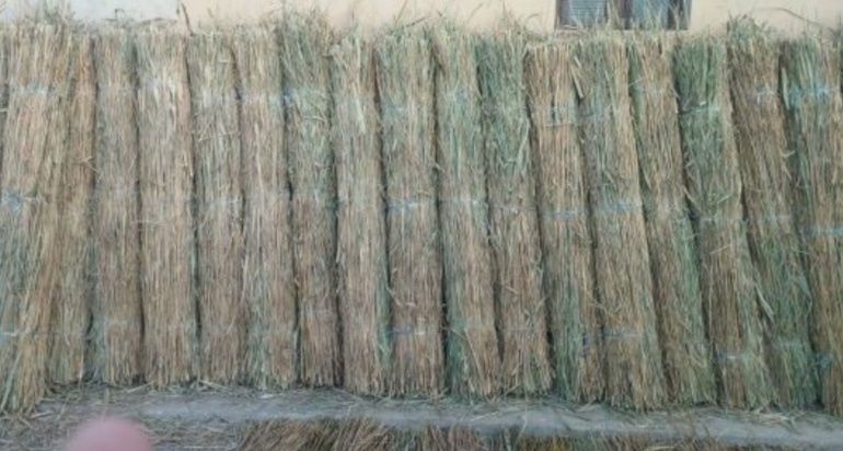 Somon mayda Qamich lombozga