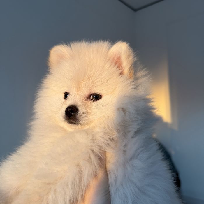 Шпиц девочка 3 месяца с прививкой