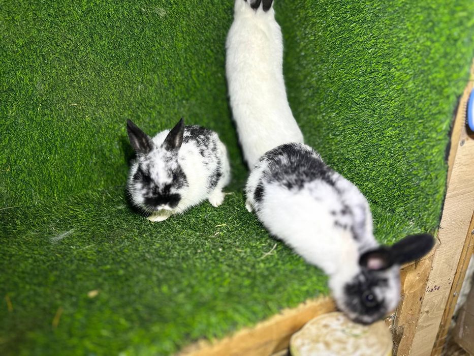 Quyon bollari sotiladi