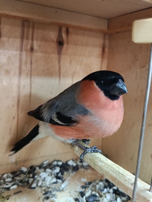 Снегири пара дикие