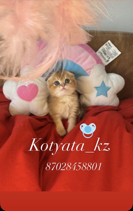 Золотинки с полным пакетом документов