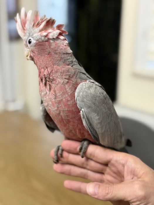 Ръчно хранено Розово Какаду