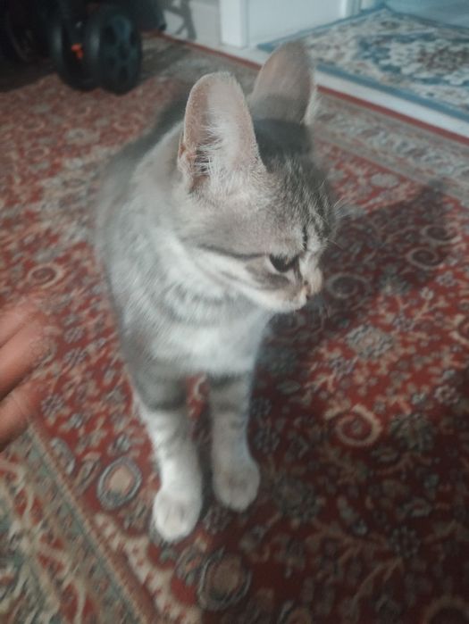 Продается шотландски котенок