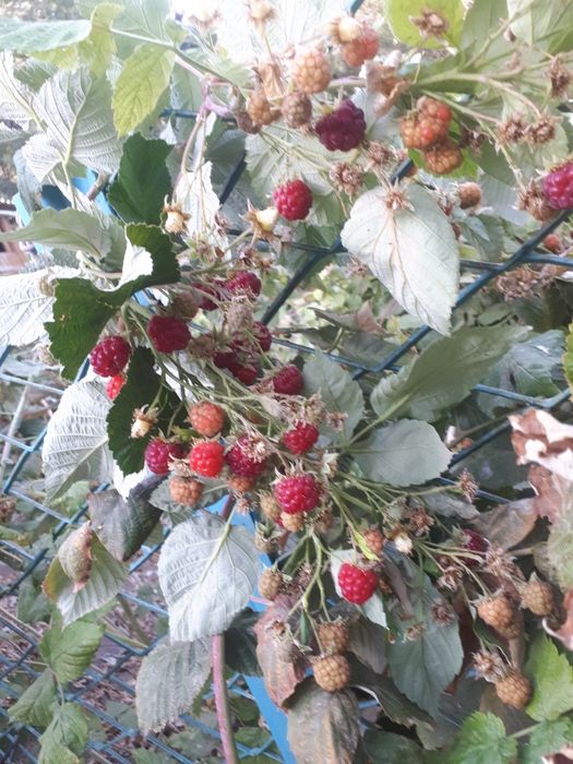 Саженцы  малины  крупноплодной