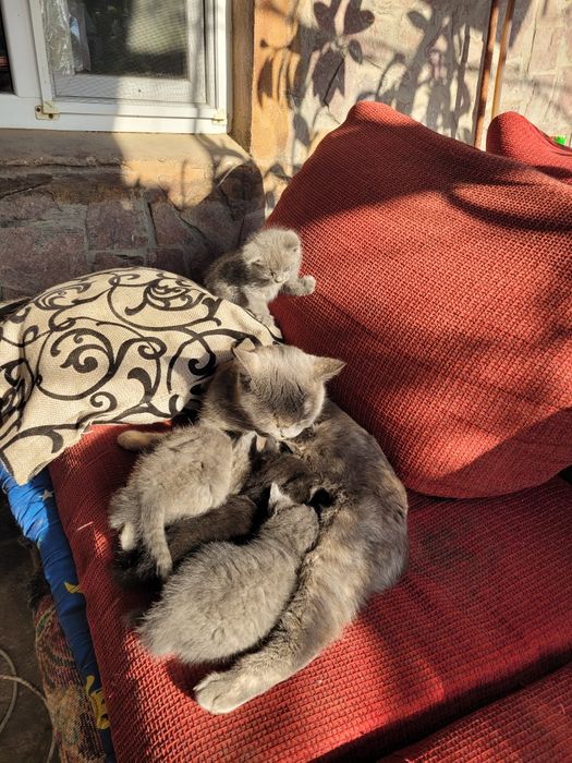 Отдам в хорошие руки