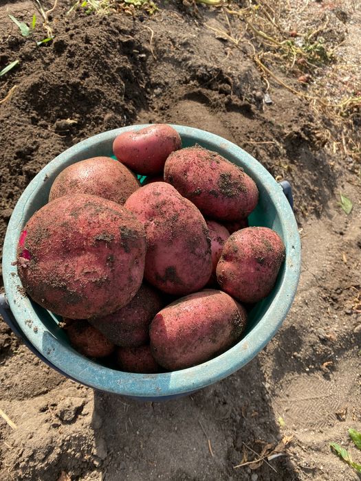 Картофель домашний