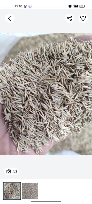 Житняк суданка эспарцет люцерна бидай арпа