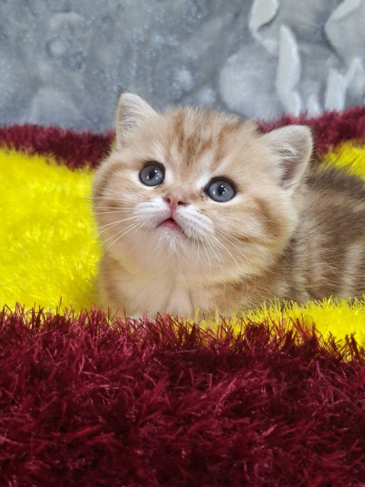 Продаётся шикарный мальчик британец