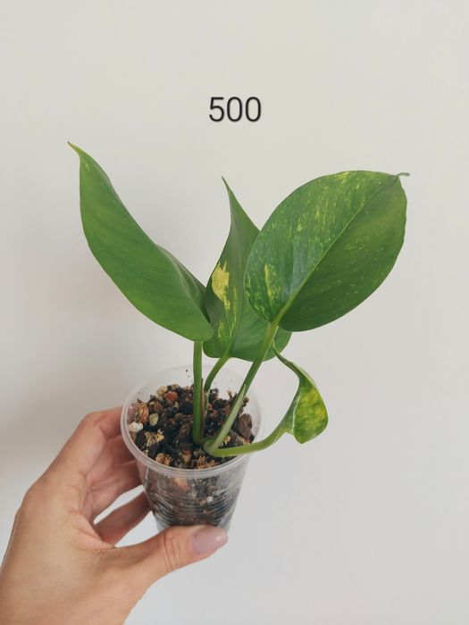 Продам разные  хотите и сциндапсусы