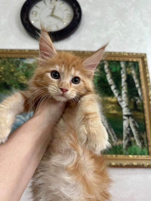 Мей кун мальчики