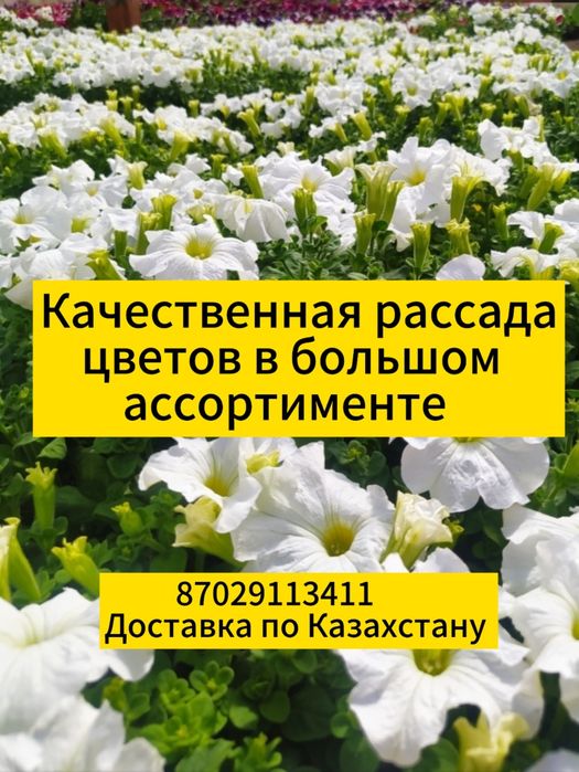 Рассада цветов. Петуния. Однолетние