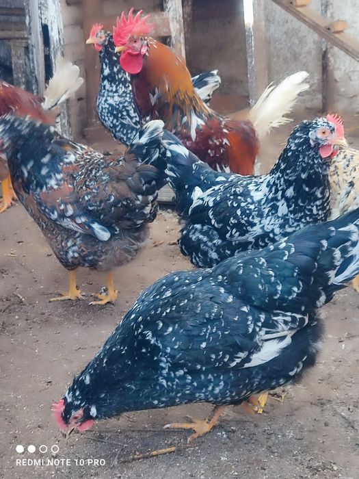 Оплодени/разплодни яйца от Шведска цветна  кокошка