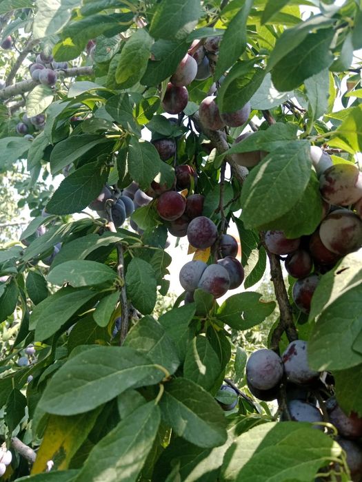 Продается теплый дом