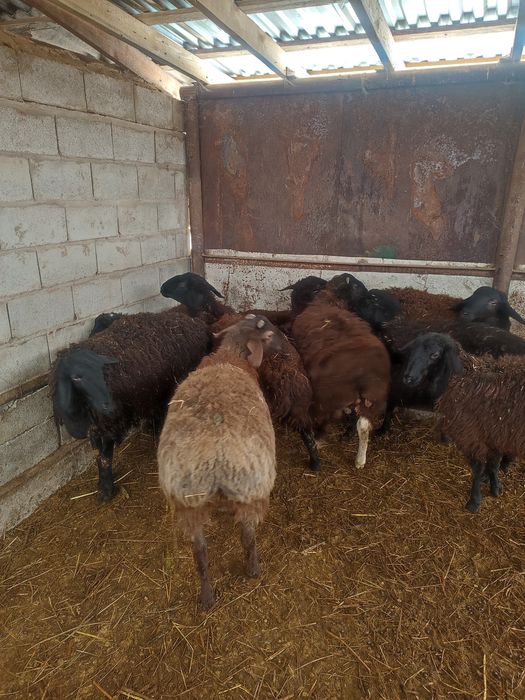 Бараны курдючные мощные