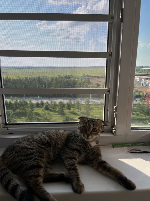 отдам кошечку веслоухую